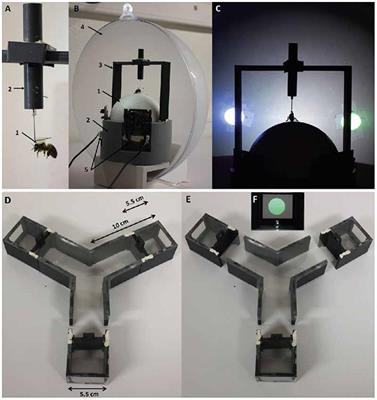 Transfer of Visual Learning Between a Virtual and a Real Environment in Honey Bees: The Role of Active Vision